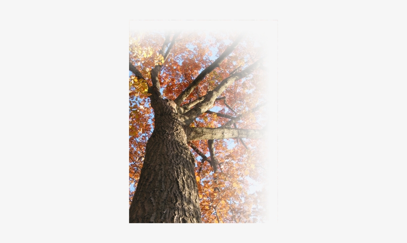 Tree - Redwood, transparent png download
