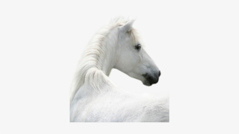 Hs-12 - Horse, transparent png download