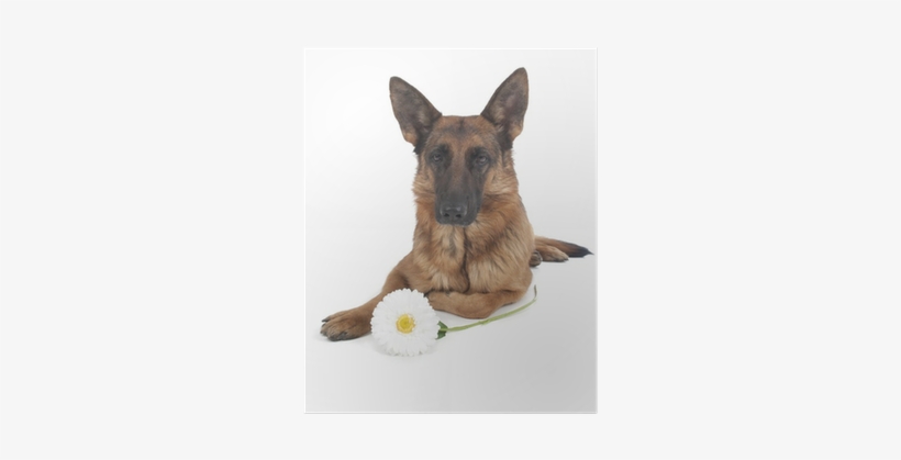 German Shepherd, transparent png download