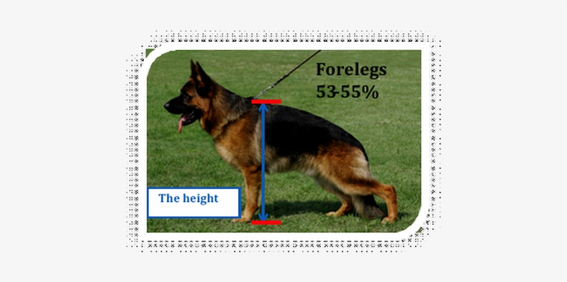 German Shepherd Max Height, transparent png download