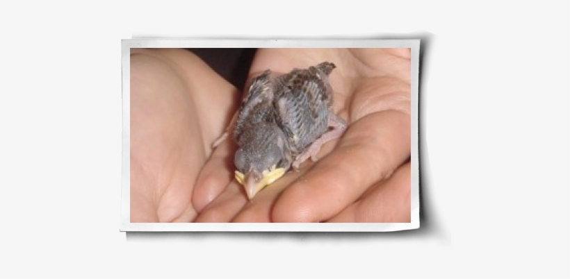 She Phoenix Bird Is Alive Png Image Transparent Png Free Download On Seekpng she phoenix bird is alive png image