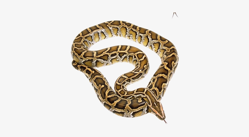 Cobra Snake Png - Snakes, transparent png download