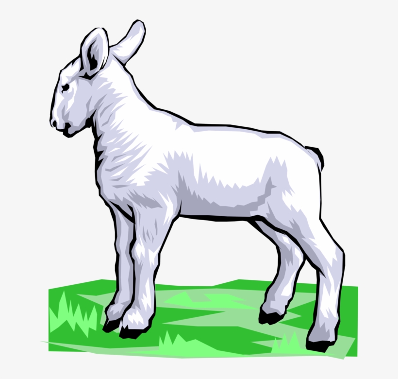 Vector Illustration Of Newborn Baby Lamb Sheep Standing, transparent png download
