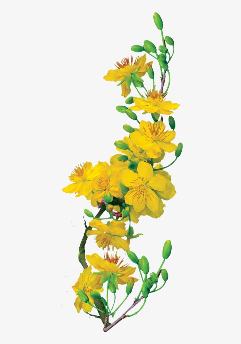Hoa Mai Png Download - Xuan Giap Ngo 2014, transparent png download