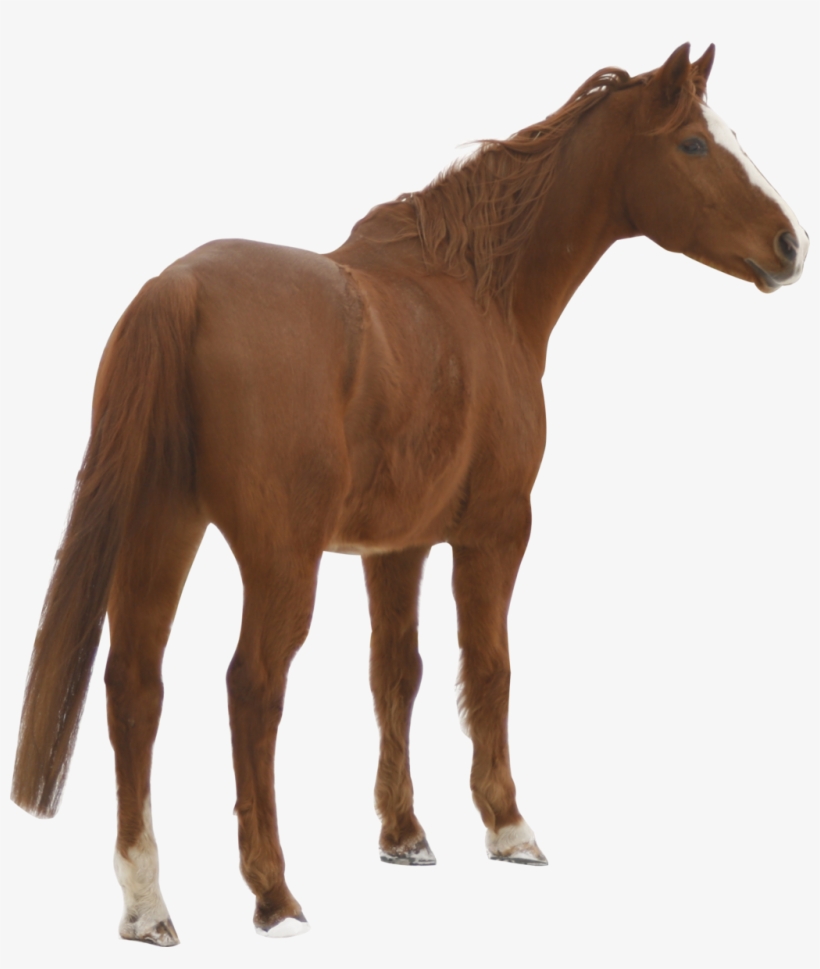 Chestnut Warmblood Precut Png By Nexu4 Chestnut Warmblood - Domestic Animals Images Png, transparent png download