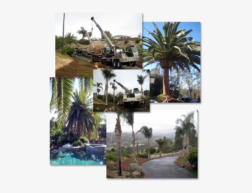 Clockwise From Top - Attalea Speciosa, transparent png download