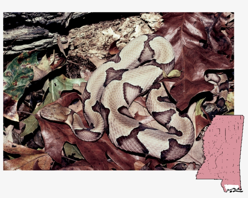 Copperhead Agkistrodon - Northern Copperhead, transparent png download