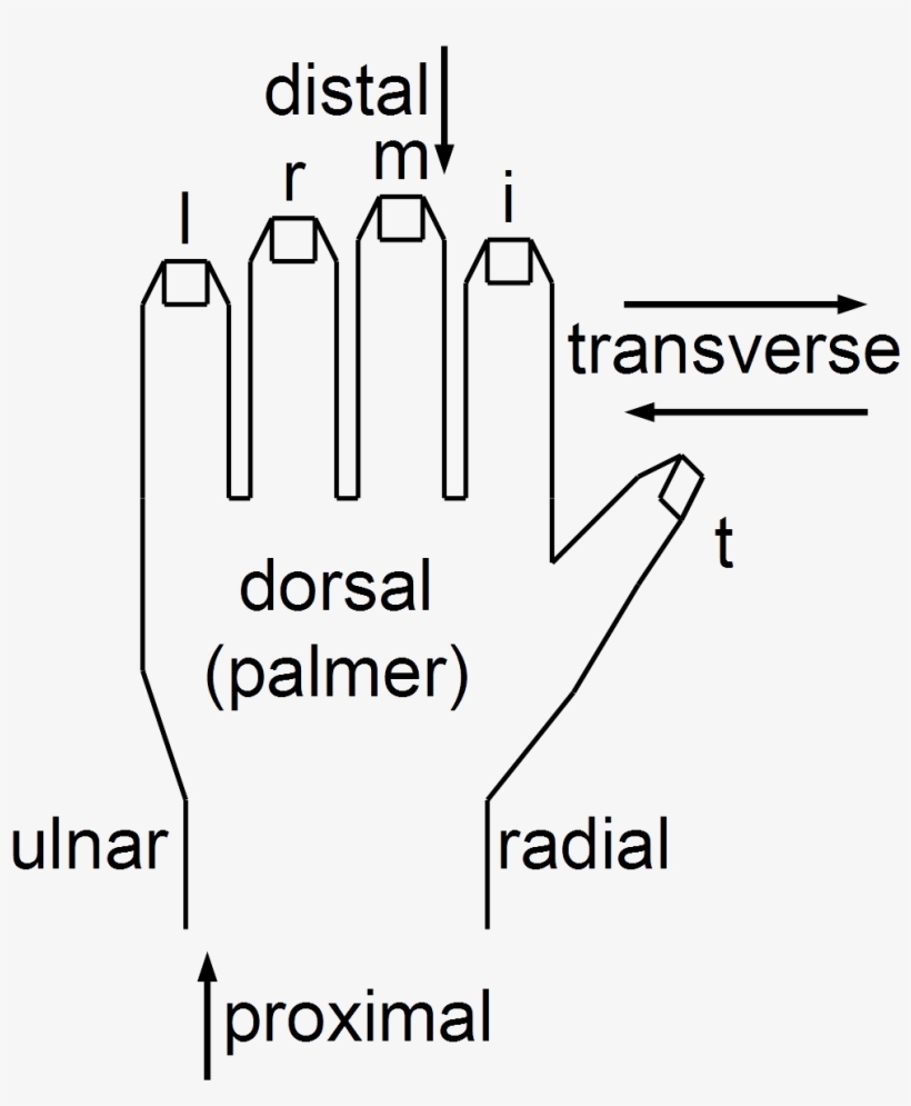Anatomical String Figure Locations, Left Hand - Wikimedia Commons, transparent png download