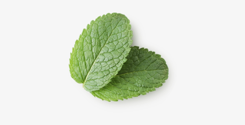 Mint Extract - Iceberg Μαρουλι, transparent png download