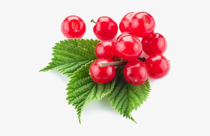Seedlings Vary From Source To Source In Taste, Fruit - Nanking Cherry, transparent png download