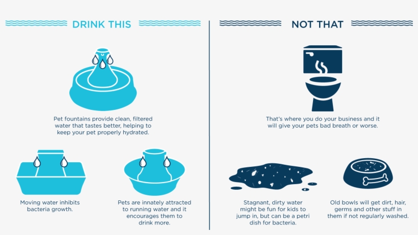 Knowing Your Pet Is Drinking Clean Water Is Just As - Pet, transparent png download