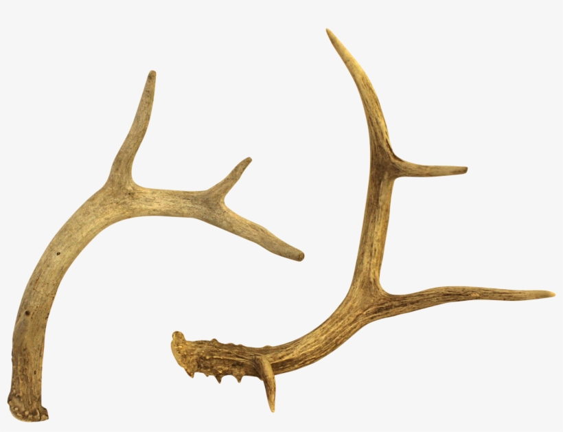 Clipart Free White Tailed Deer Chairish - Deer, transparent png download