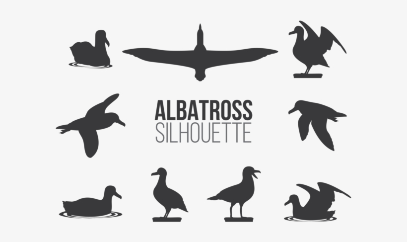 Albatros Sillhaouttes Vector - Albatros Vector, transparent png download