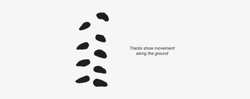 Leopard Tortoise Tracks - Tortoise Tracks, transparent png download