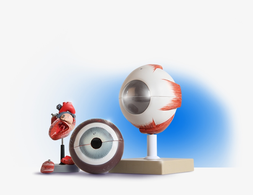 Biology Biology Biology - Biology Lab Equipment Png, transparent png download