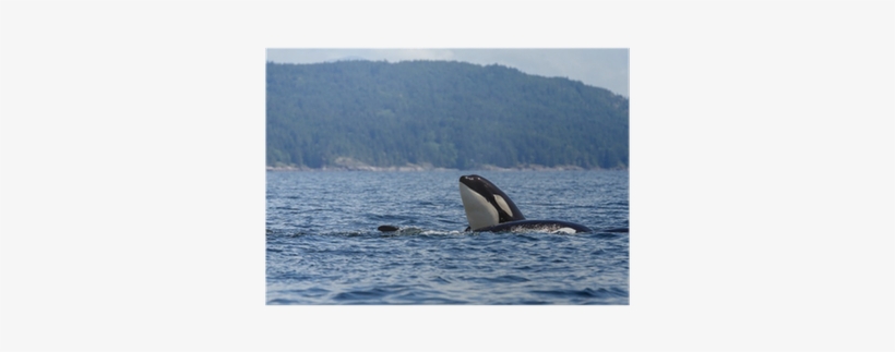 Killer Whale, transparent png download