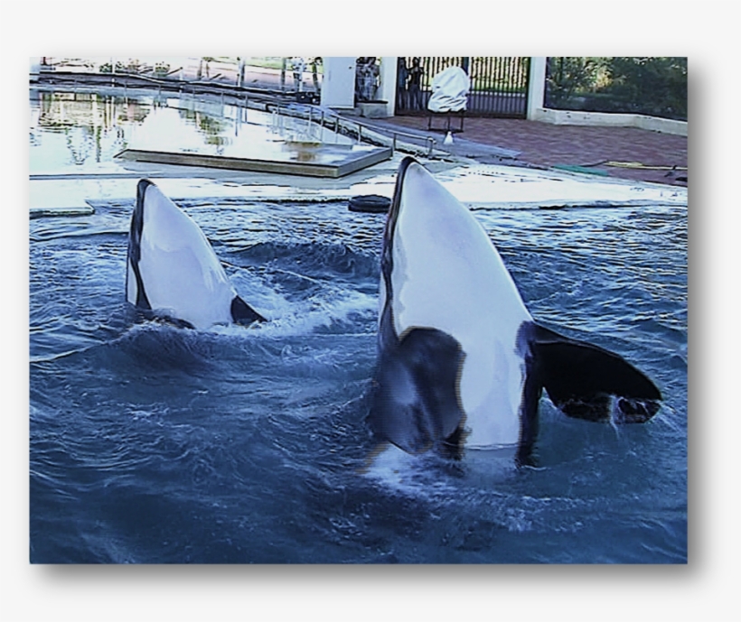 Two Of The Experimental Subjects - News, transparent png download