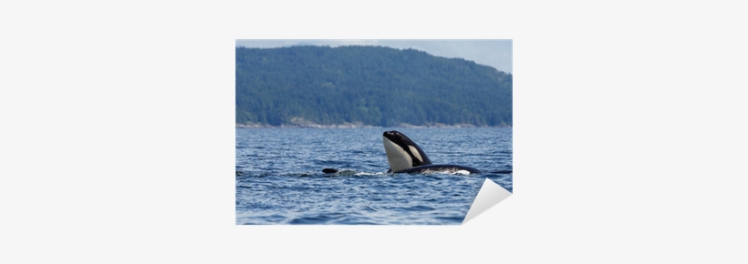 Killer Whale, transparent png download