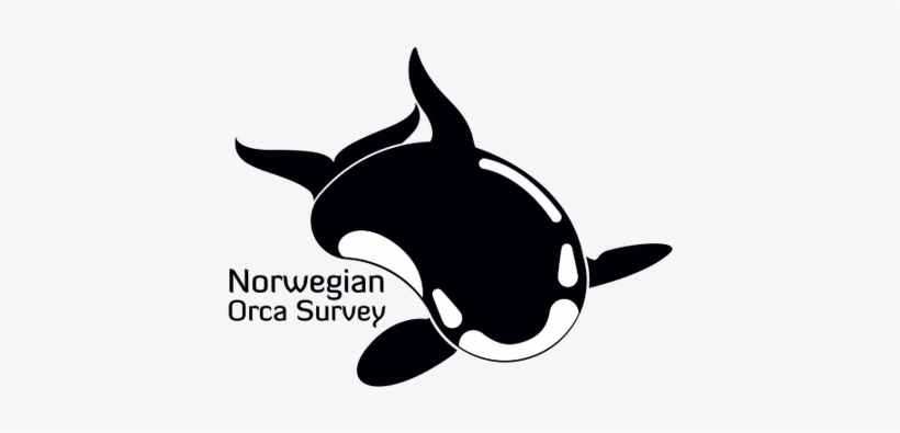 Killer Whale, transparent png download