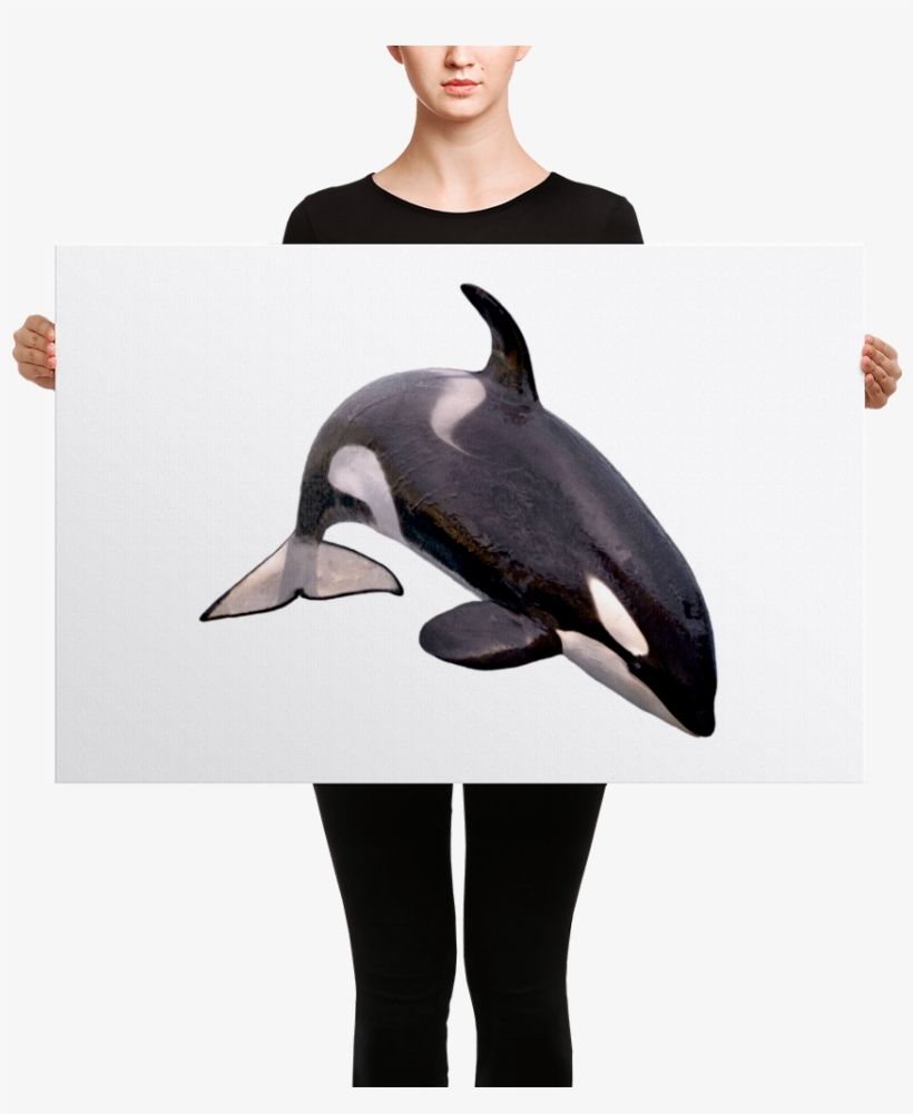 Killer-whale Canvas - Killer Whales With White Backgrounds, transparent png download