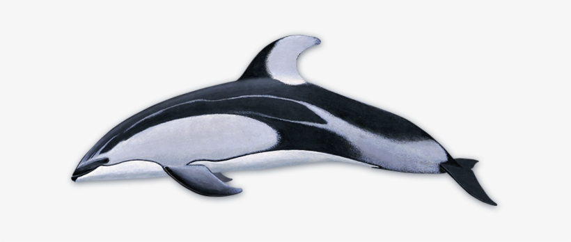 Pacific White Sided Dolphin - Pacific White Sided Dolphin Plush, transparent png download