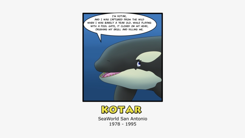 Orca Aware - All Orcas In Captivity, transparent png download