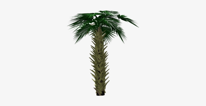 Made A Palm Tree For Game Asset - Pond Pine, transparent png download