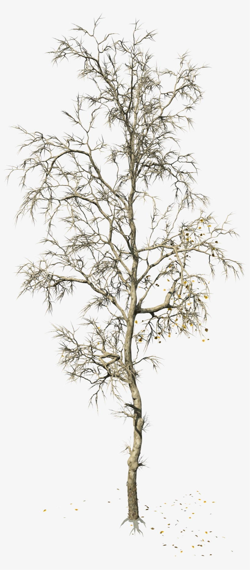 American Sycamore - - Forest, transparent png download