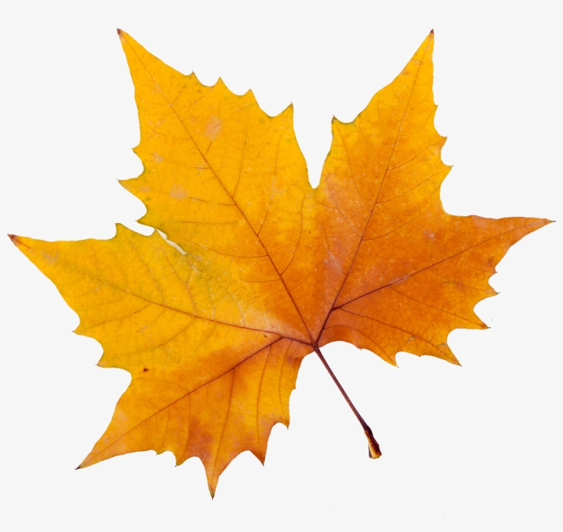 Sycamore Tree Leaf Png, transparent png download