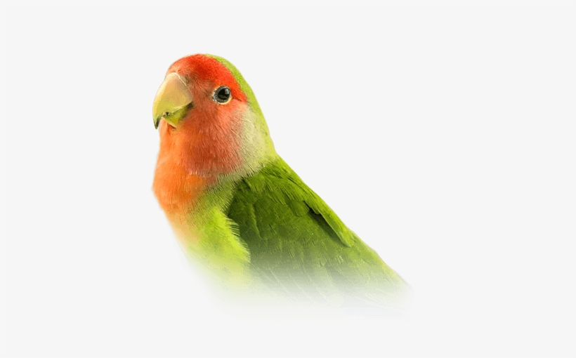 Lovebird - Lovebird Png, transparent png download