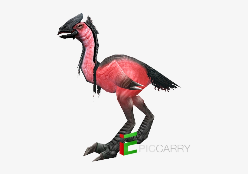 Swift Lovebird, transparent png download