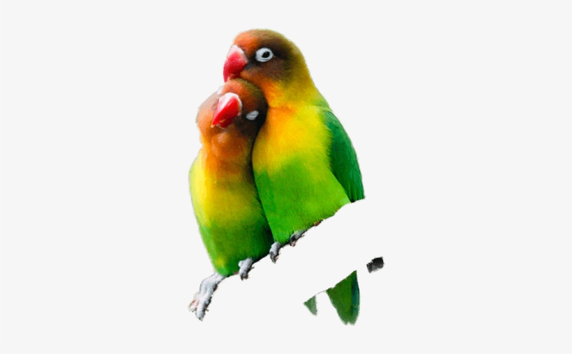 All Categories - Everything You Should Know About Lovebirds [book], transparent png download