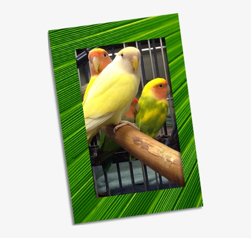 Parrot, transparent png download