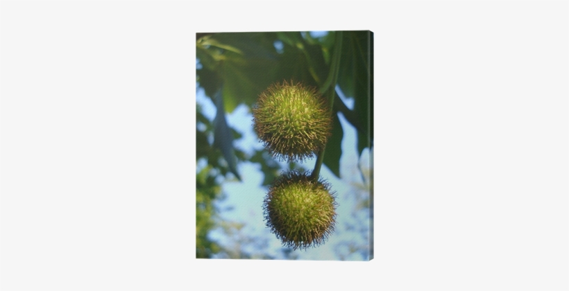 Spear Thistle, transparent png download