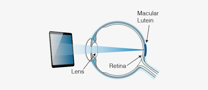 Research Also Shows That These Digital Devices Emit - Diagram, transparent png download