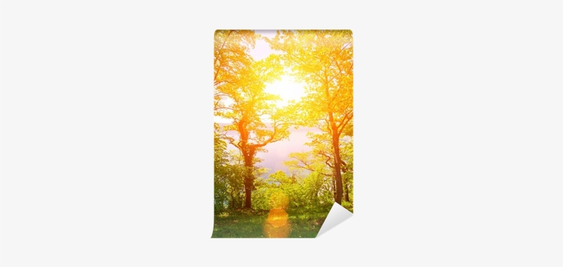 Sun Forest With Lense Flare - Lens Flare, transparent png download