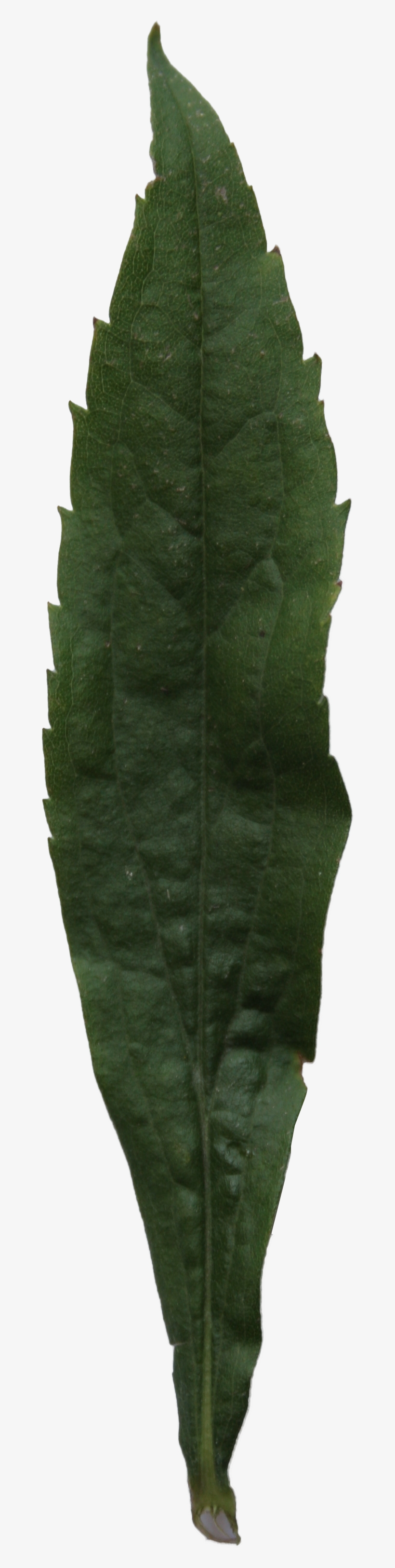 2d Leaves - Fern, transparent png download