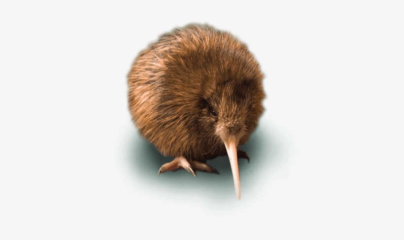 Cute Kiwi Chick - Moa Y Kiwi, transparent png download