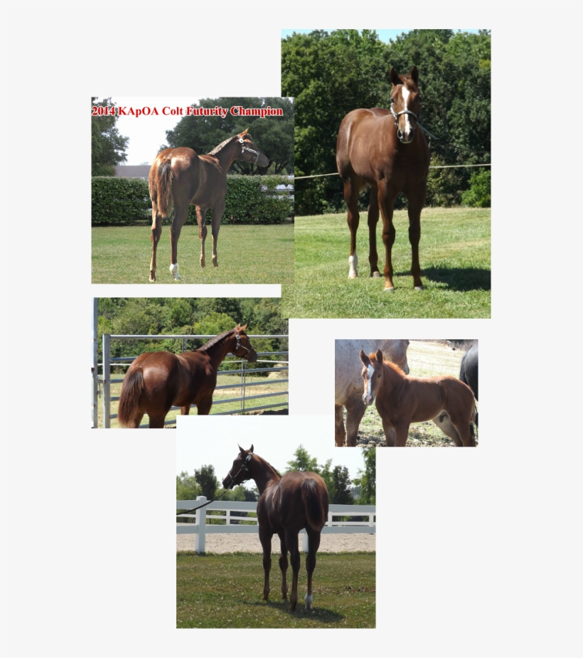 Tim And Gretchen Jackson , 3rd At The Worlds 2014 Ky - Sorrel, transparent png download