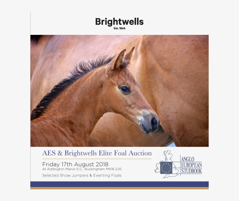 Aes & Brightwells Elite Foal Auction 2018 Catalogue - Top Gun, transparent png download