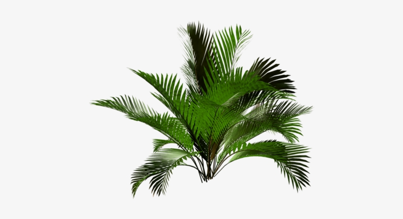 Img-fotki - Yandex - Ru - 20 Tree Png - Ветка Пальмы На Прозрачном Фоне, transparent png download