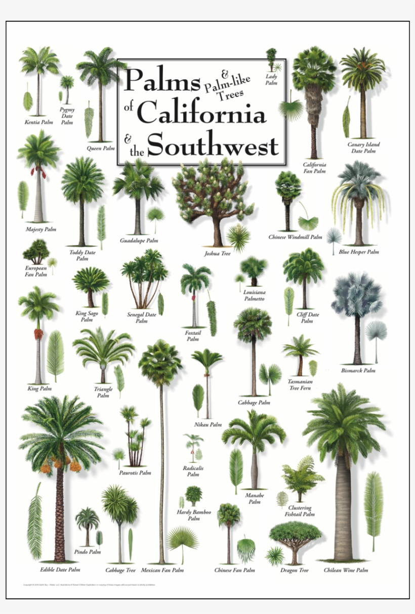 Shopping Cart -  -  - Palms And Cycads Of The American Southeast, transparent png download