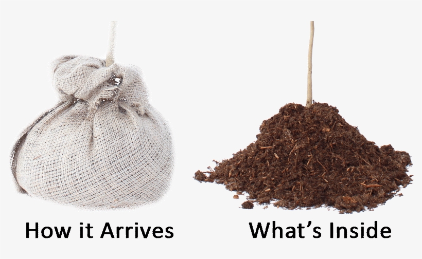 Drop And Grow Bare Root - Root, transparent png download