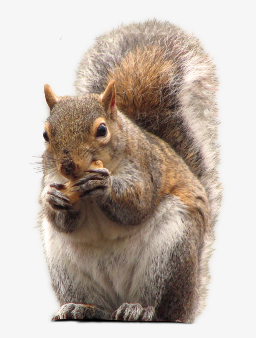 Pin By Kentucky Lady On Nutcrackers - Squirrels Calendar 2018: 16 Month Calendar, transparent png download