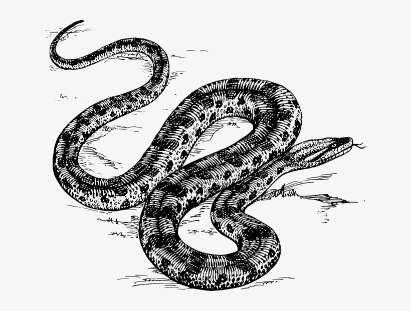 Anaconda In Art, transparent png download