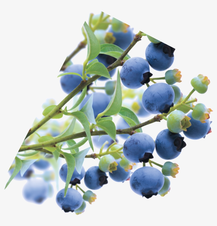 Time Until Show Time - Seedless Fruit, transparent png download