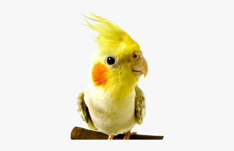 Parrot Clipart Wild Bird - Birds At The Vet, transparent png download