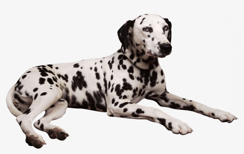 Dalmation Clipart Penny - Waterproof Dog Bed Cushion Black Brown 2 Sizes, transparent png download