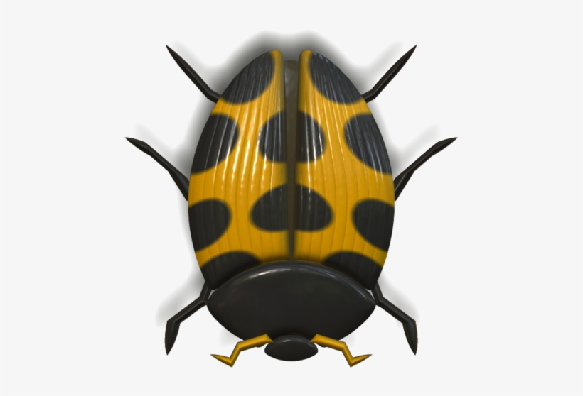 Ladybird Beetle, transparent png download