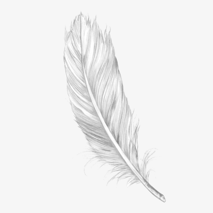 Feather Png, transparent png download